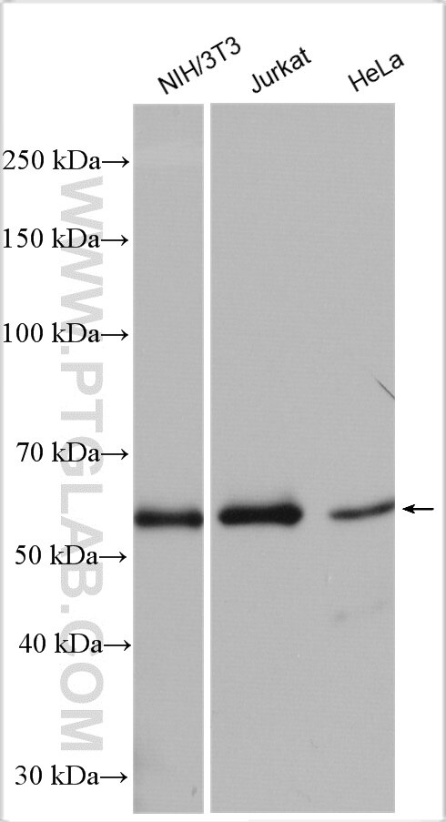 Western Blot (WB) analysis of various lysates using AMPK Alpha 1 Polyclonal antibody (10929-2-AP)
