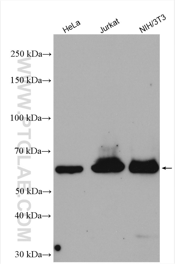 Western Blot (WB) analysis of various lysates using AMPK Alpha Polyclonal antibody (10929-2-AP)