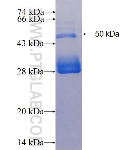 AMPK alpha fusion protein Ag1367 SDS-PAGE