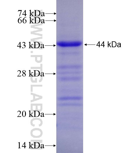 PRKAA2 fusion protein Ag12789 SDS-PAGE