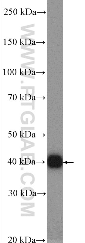 Western Blot (WB) analysis of mouse liver tissue using AMPK Beta 1 Polyclonal antibody (10308-1-AP)