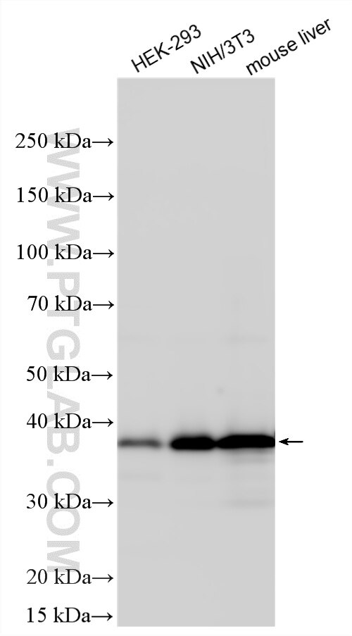 WB analysis using 10308-1-AP Western Blot (WB) analysis of various lysates using AMPK Beta 1 Polyclonal antibody (10308-1-AP)