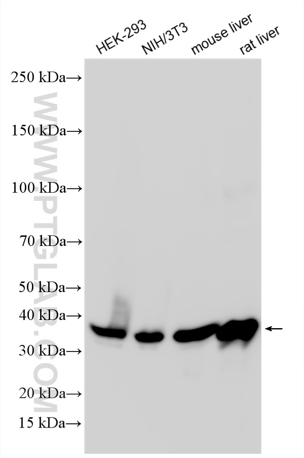 WB analysis using 10308-1-AP Western Blot (WB) analysis of various lysates using AMPK Beta 1 Polyclonal antibody (10308-1-AP)
