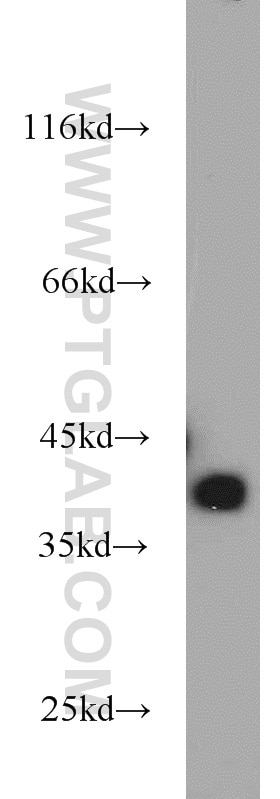 Western Blot (WB) analysis of HEK-293 cells using AMPK Beta 1 Polyclonal antibody (10308-1-AP)