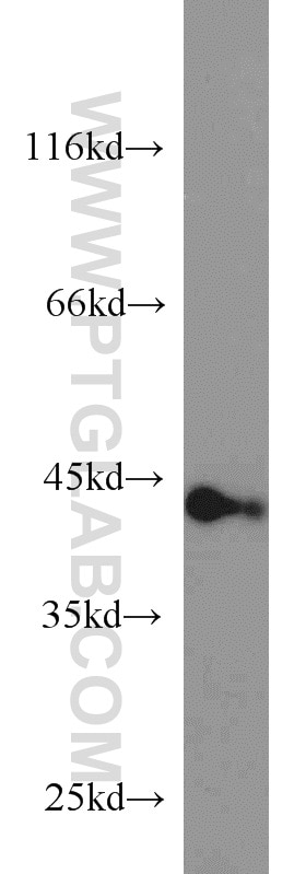 Western Blot (WB) analysis of HeLa cells using AMPK Beta 1 Polyclonal antibody (10308-1-AP)