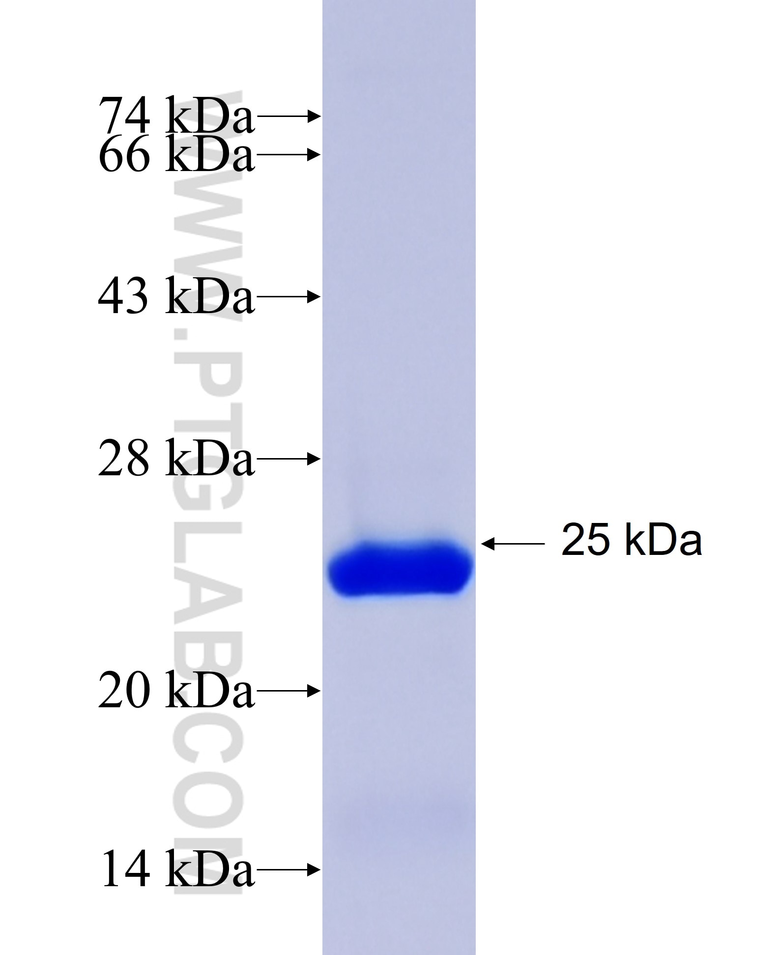 PRKAB1 fusion protein Ag25521 SDS-PAGE