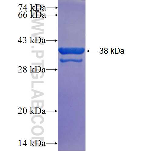 PRKAB1 fusion protein Ag25534 SDS-PAGE