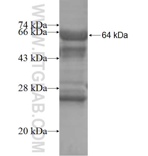 PRKAB1 fusion protein Ag7707 SDS-PAGE