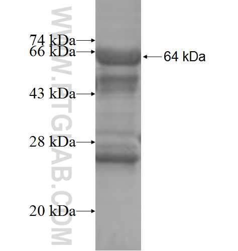 PRKAB1 fusion protein Ag7707 SDS-PAGE