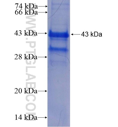 PRKAB1 fusion protein Ag7941 SDS-PAGE