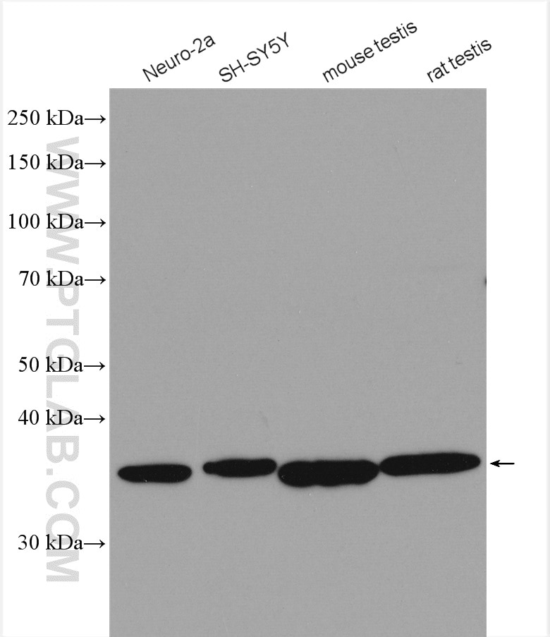 Western Blot (WB) analysis of various lysates using PRKACA Polyclonal antibody (24503-1-AP)