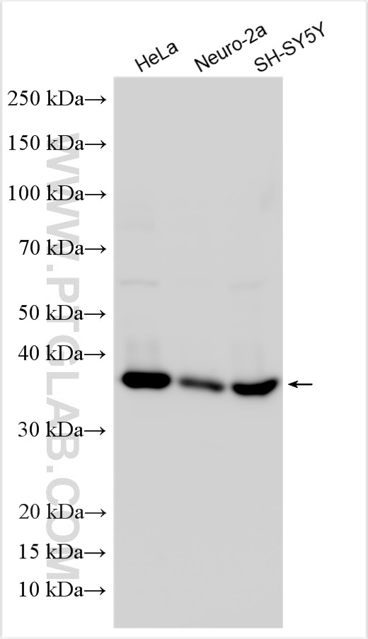 Western Blot (WB) analysis of various lysates using PRKACA Polyclonal antibody (27398-1-AP)