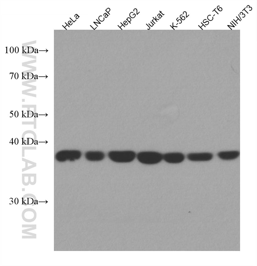 Western Blot (WB) analysis of various lysates using PRKACA Monoclonal antibody (67491-1-Ig)