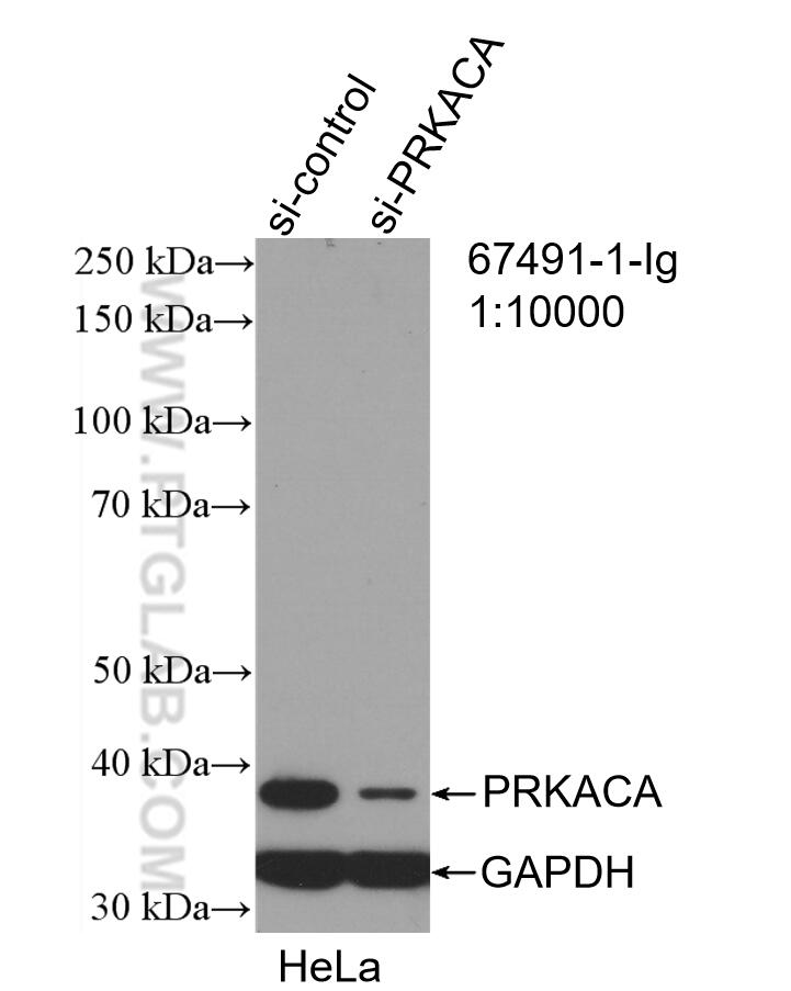 Western Blot (WB) analysis of HeLa cells using PRKACA Monoclonal antibody (67491-1-Ig)