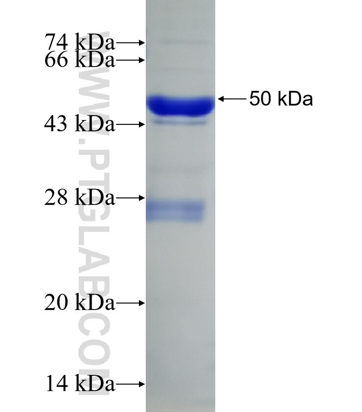 PRKACA fusion protein Ag26392 SDS-PAGE