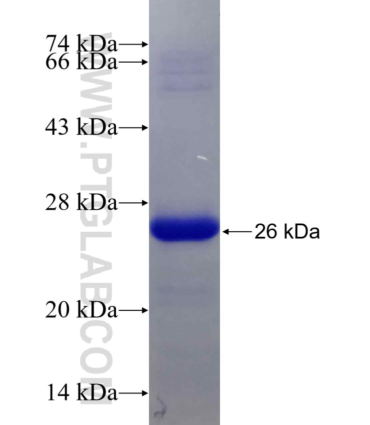 PRKACA fusion protein Ag26400 SDS-PAGE