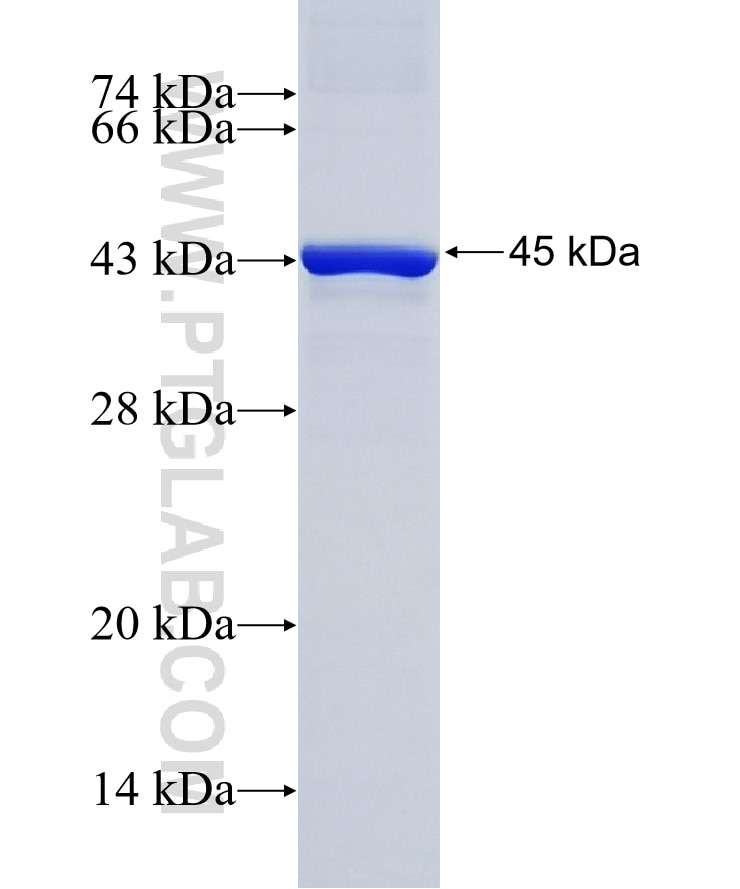 PRKACA fusion protein Ag21478 SDS-PAGE