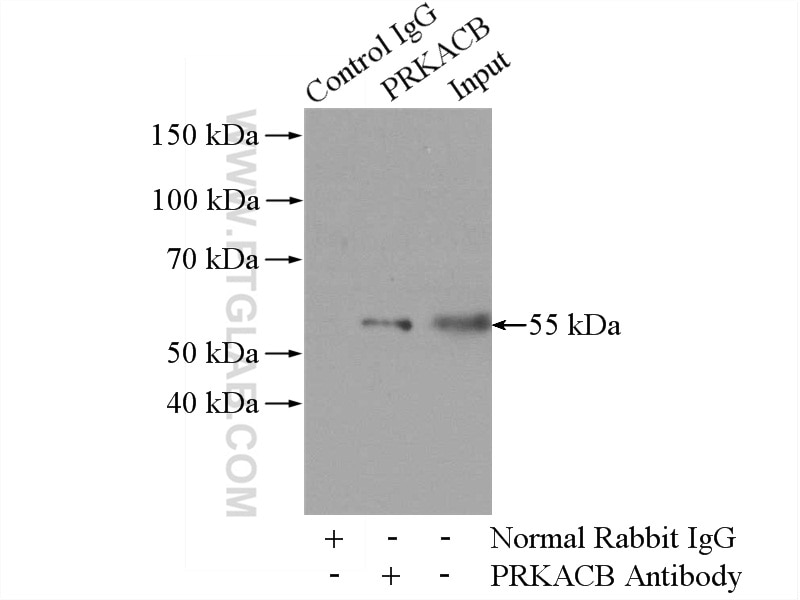 Immunoprecipitation (IP) experiment of mouse brain tissue using PRKACB Polyclonal antibody (12232-1-AP)