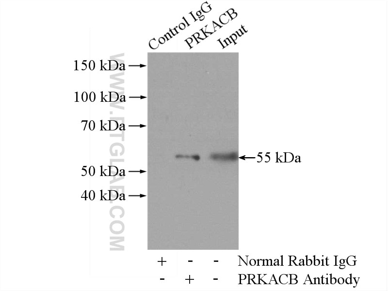 IP experiment of mouse brain using 12232-1-AP