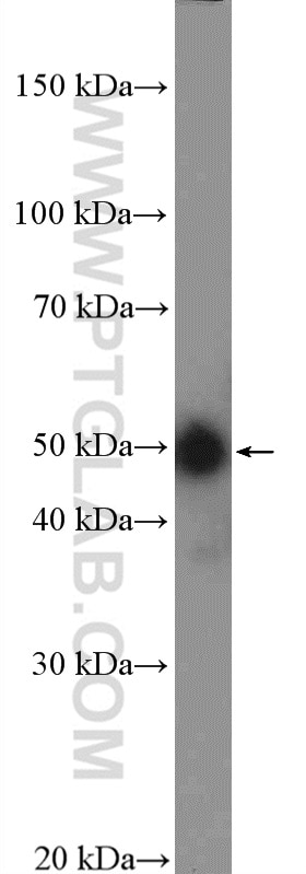 Western Blot (WB) analysis of MCF-7 cells using PRKACB Polyclonal antibody (12232-1-AP)