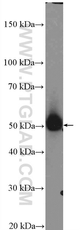 Western Blot (WB) analysis of mouse heart tissue using PRKACB Polyclonal antibody (12232-1-AP)