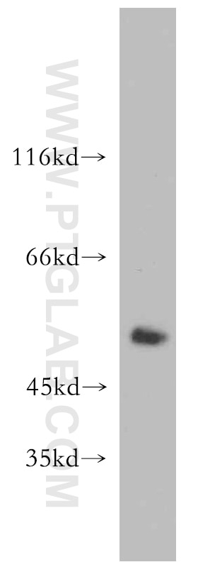 Western Blot (WB) analysis of mouse brain tissue using PRKACB Polyclonal antibody (12232-1-AP)