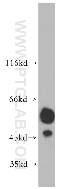 Western Blot (WB) analysis of HT-1080 cells using PRKACB Polyclonal antibody (12232-1-AP)
