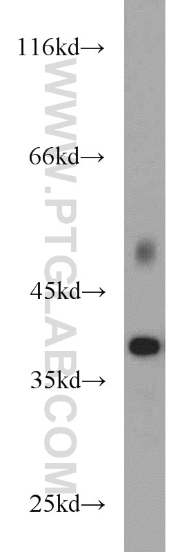 Western Blot (WB) analysis of human brain tissue using PRKACB Polyclonal antibody (55382-1-AP)