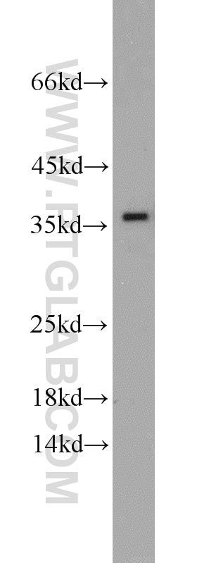 Western Blot (WB) analysis of human brain tissue using PRKACB Polyclonal antibody (55382-1-AP)