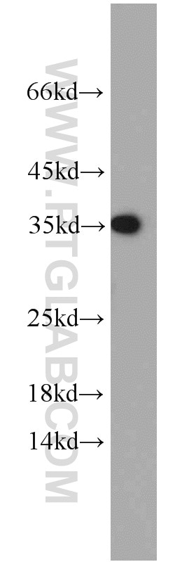 Western Blot (WB) analysis of mouse brain tissue using PRKACB Polyclonal antibody (55382-1-AP)