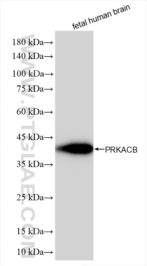 PRKACB