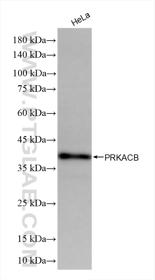Western Blot (WB) analysis of various lysates using PRKACB Recombinant antibody (85716-2-RR)