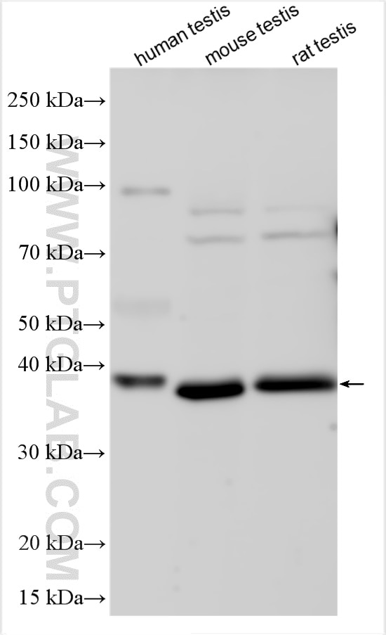 Western Blot (WB) analysis of various lysates using PRKACG Polyclonal antibody (13697-1-AP)