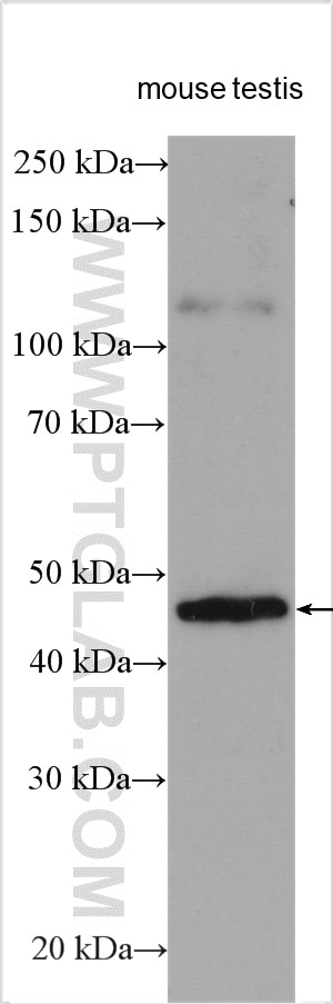 Western Blot (WB) analysis of various lysates using PRKACG Polyclonal antibody (55346-1-AP)