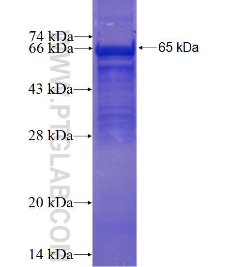 PRKACG fusion protein Ag4595 SDS-PAGE