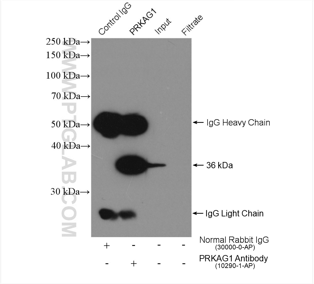 Immunoprecipitation (IP) experiment of K-562 cells using AMPK Gamma 1 Polyclonal antibody (10290-1-AP)