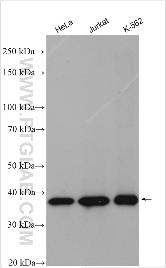 Western Blot (WB) analysis of various lysates using AMPK Gamma 1 Polyclonal antibody (10290-1-AP)