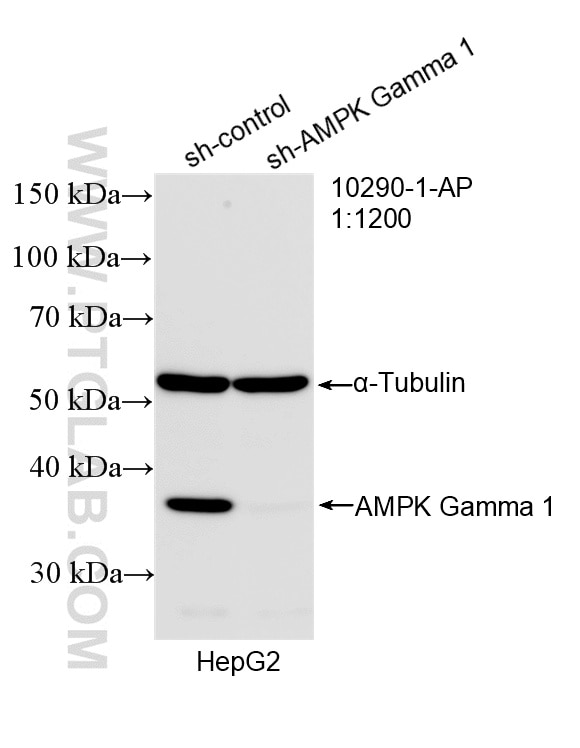 Western Blot (WB) analysis of HepG2 cells using AMPK Gamma 1 Polyclonal antibody (10290-1-AP)