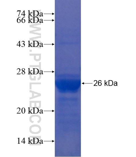 PRKAG1 fusion protein Ag22162 SDS-PAGE
