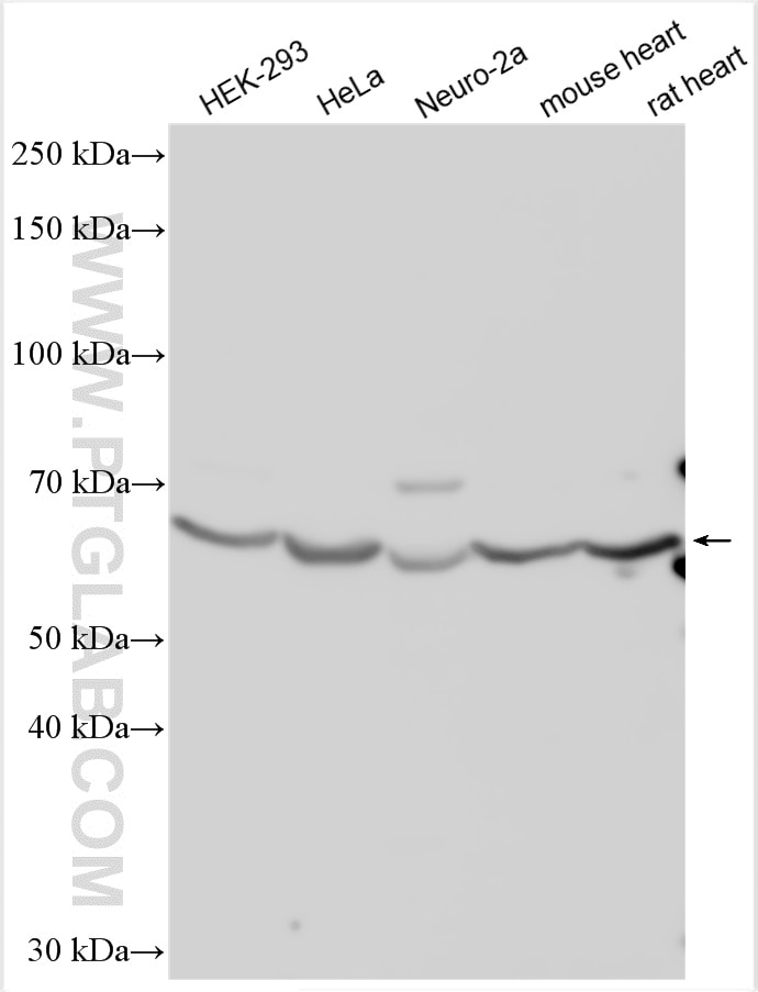 WB analysis using 12568-1-AP