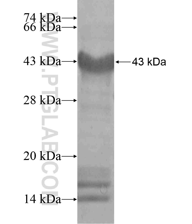 PRKAG3 fusion protein Ag17622 SDS-PAGE