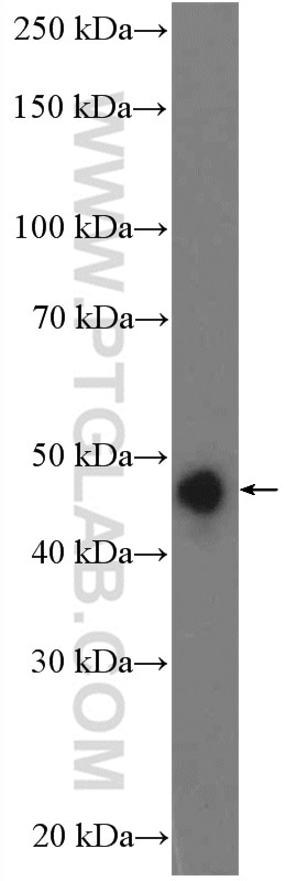 Western Blot (WB) analysis of mouse brain tissue using PRKAR1B Polyclonal antibody (17991-1-AP)