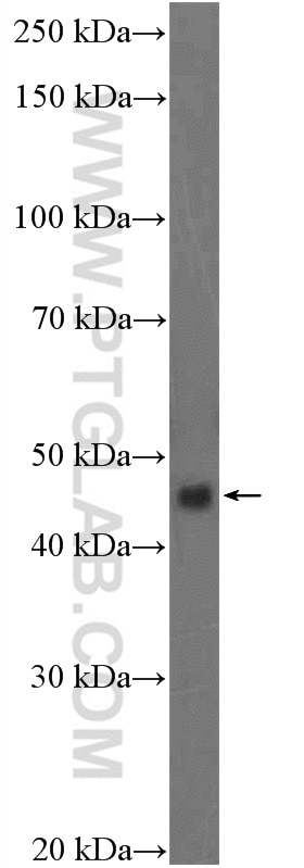 Western Blot (WB) analysis of HeLa cells using PRKAR1B Polyclonal antibody (17991-1-AP)