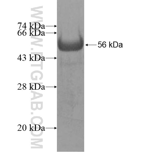 PRKAR1B fusion protein Ag12289 SDS-PAGE