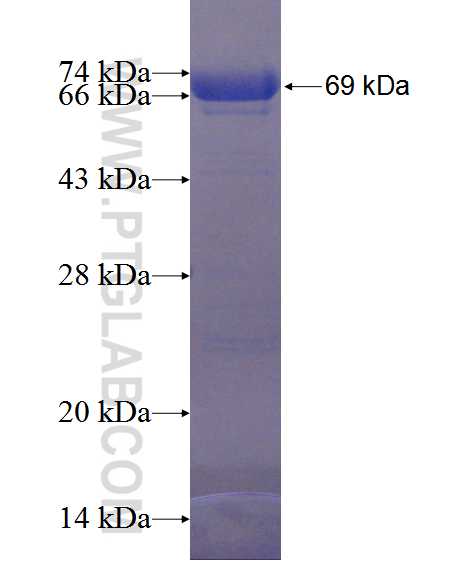 PRKAR1B fusion protein Ag12426 SDS-PAGE