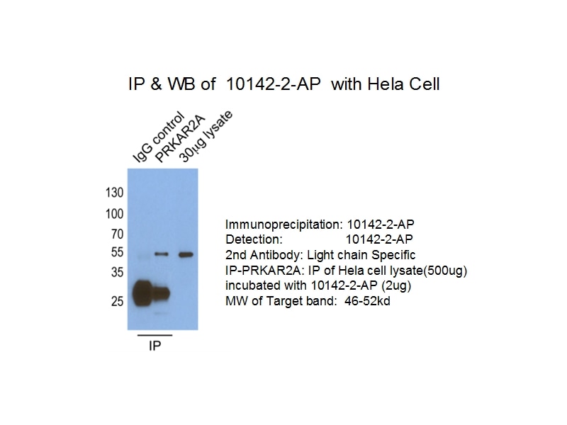 Immunoprecipitation (IP) experiment of HeLa  cells using PRKAR2A Polyclonal antibody (10142-2-AP)