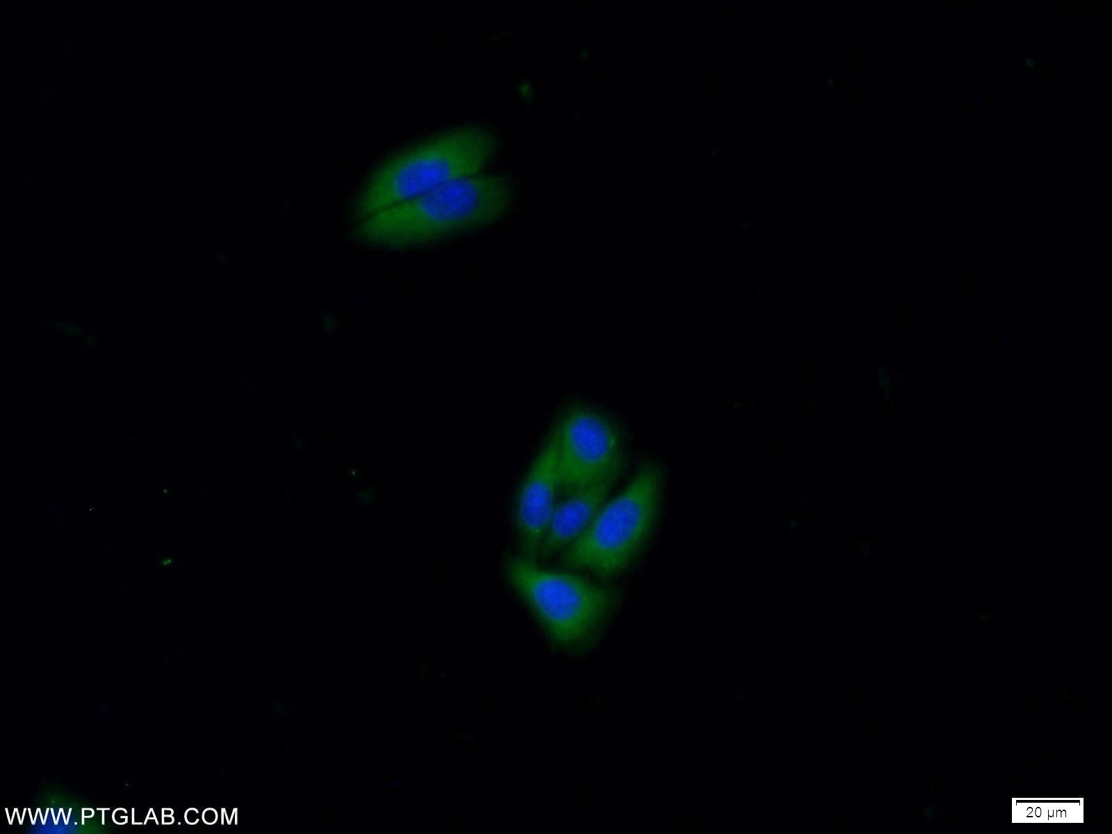 IF Staining of HepG2 using 10142-2-AP