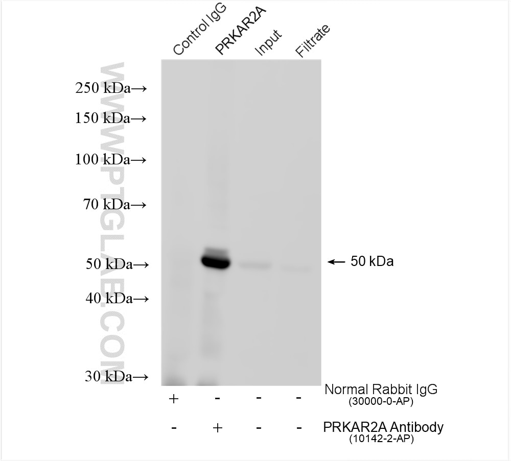 Immunoprecipitation (IP) experiment of HeLa cells using PRKAR2A Polyclonal antibody (10142-2-AP)