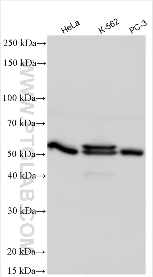 Western Blot (WB) analysis of various lysates using PRKAR2A Polyclonal antibody (10142-2-AP)