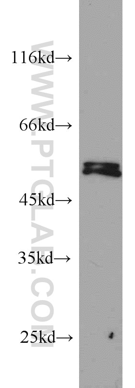 Western Blot (WB) analysis of K-562 cells using PRKAR2A Polyclonal antibody (10142-2-AP)